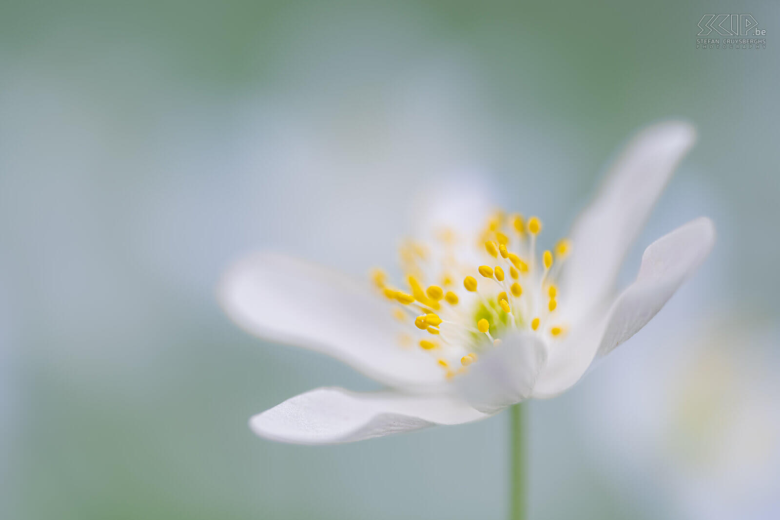 Spring bloomers - Wood anemones in Bertembos  Stefan Cruysberghs